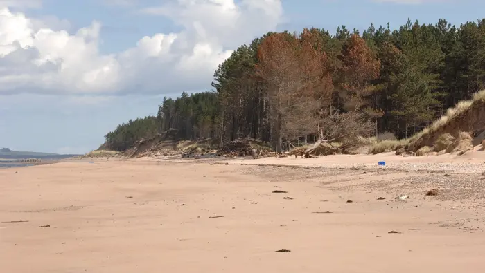 Buckie Loch looking east. A salt killed stand of pine trees in the background. Culbin forest Moray