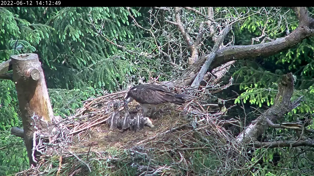 Osprey chicks reaching for food from parent