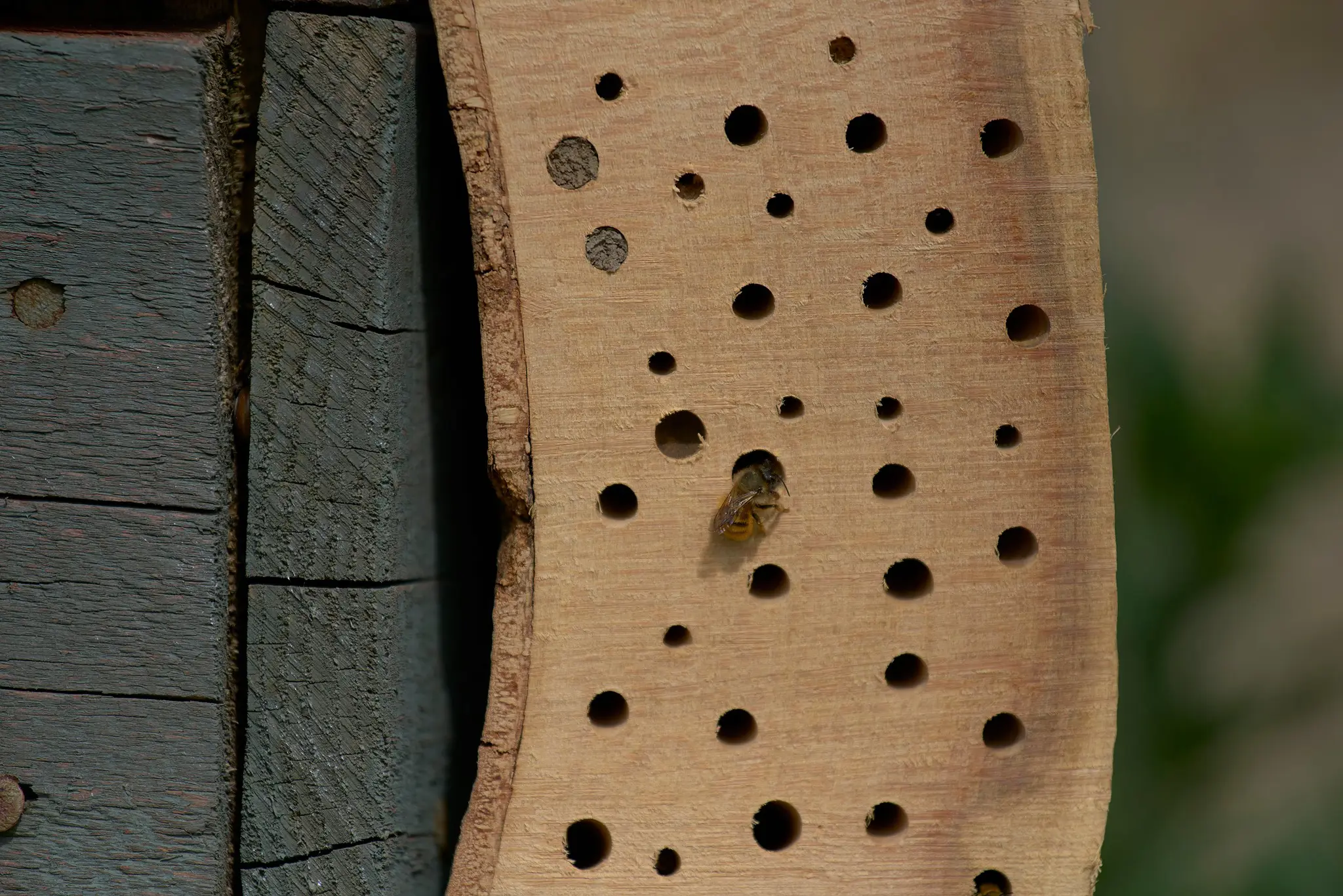 bee hotel with range of hole sizes