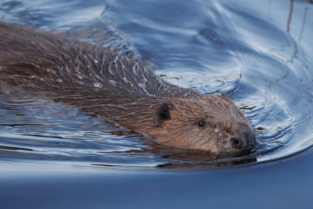 Beaver swimming with its head just above the water.