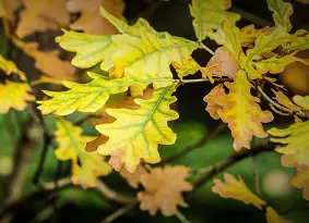 Oak leaves