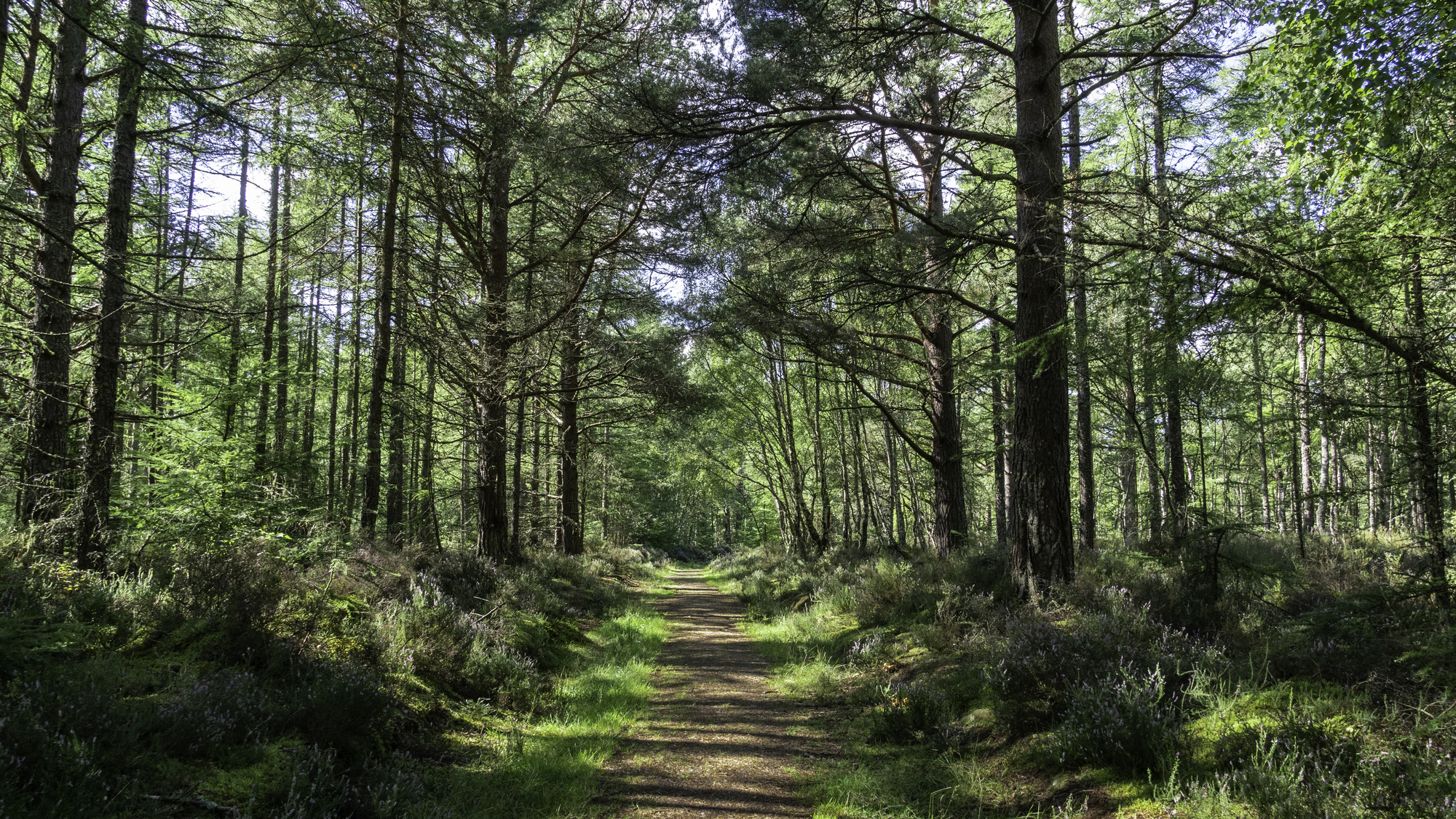 A path through a mixed forest in summer