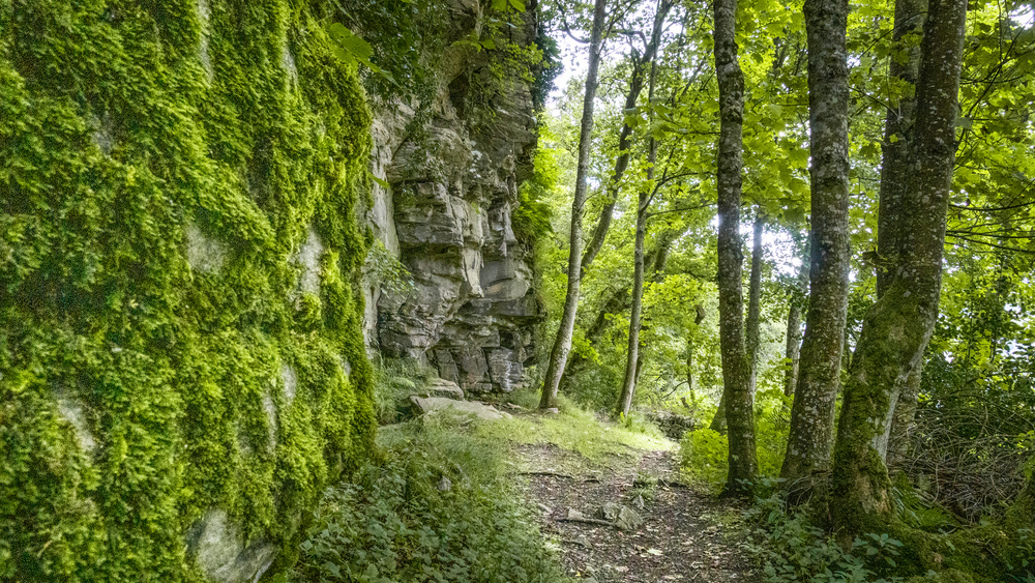 A rock wall covered in plants along a forest walk