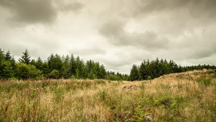 Grasses in the foreground with trees in the background.