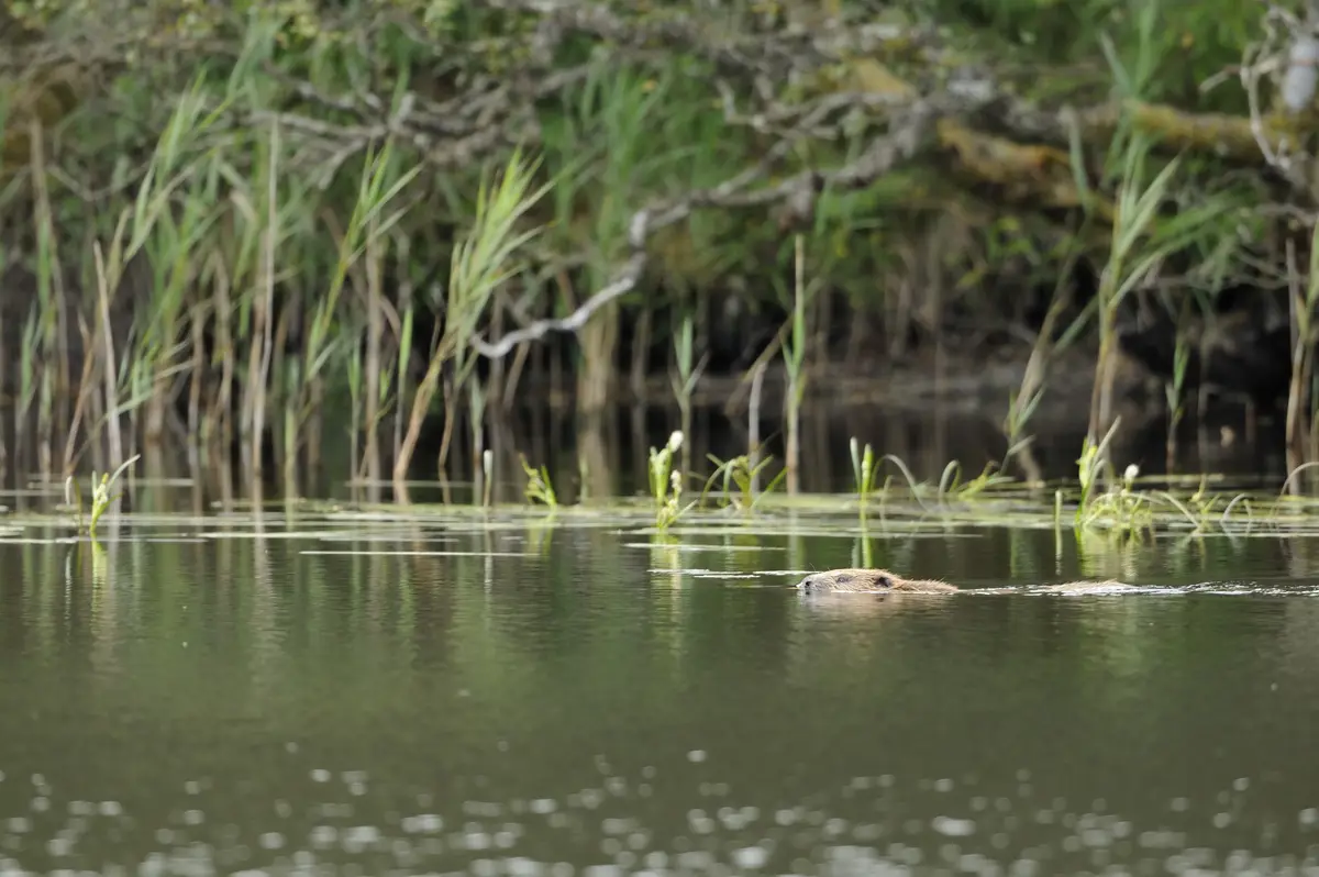 European beaver Lorne Gill LGD1439