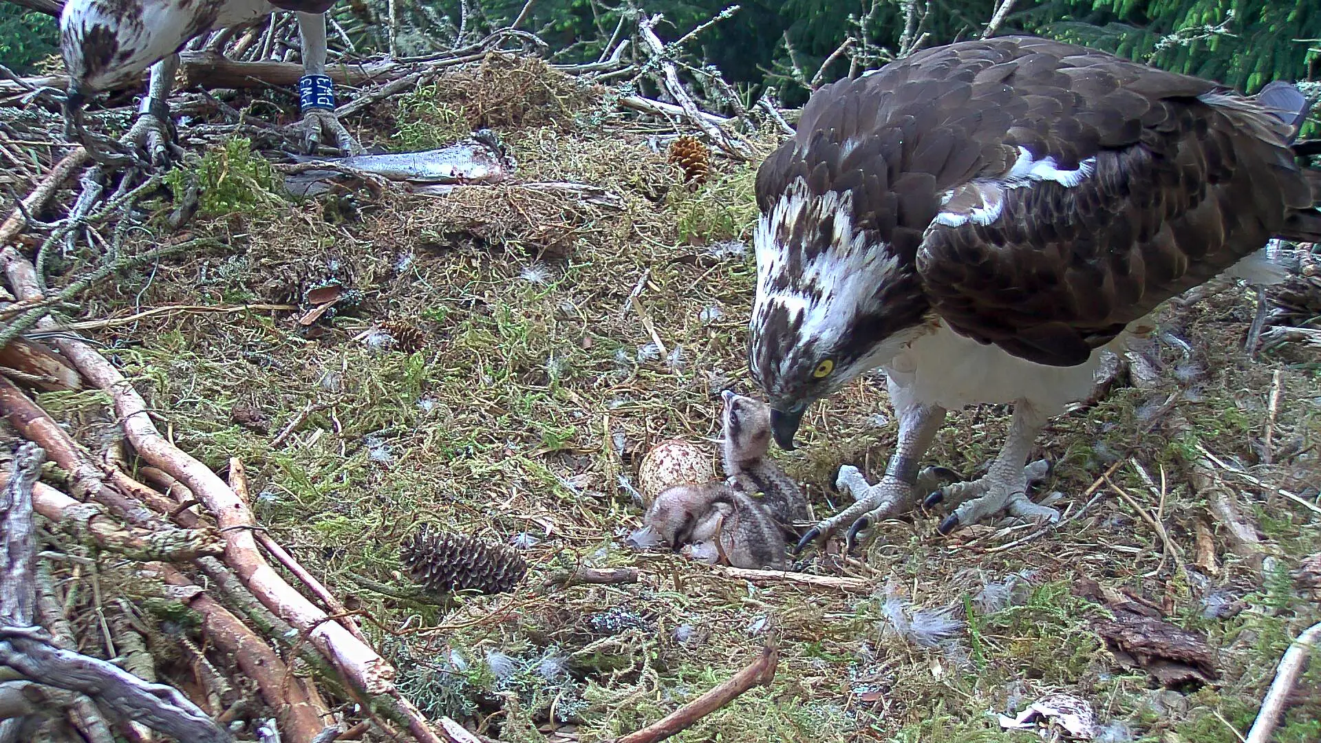 Adult ospreys with two hatched chicks