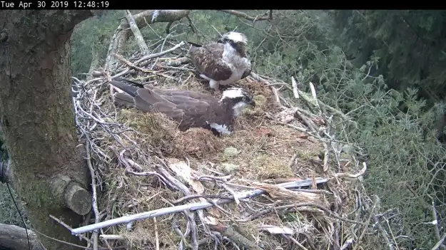 Two ospreys in a nest