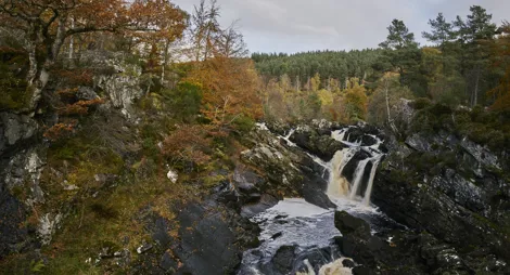 Drooping conifer branch