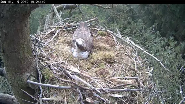 An osprey sitting in a nest