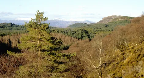 Drooping conifer branch
