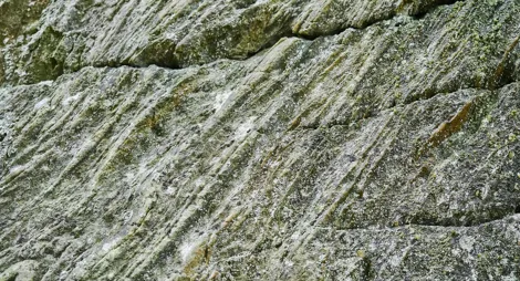 Close up of tree bark