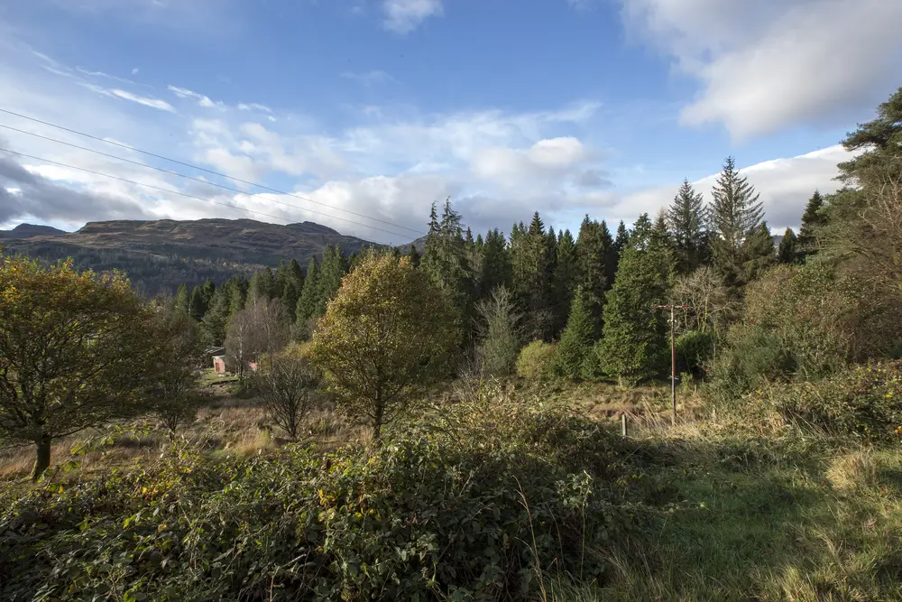 Mixed forest under blue sky