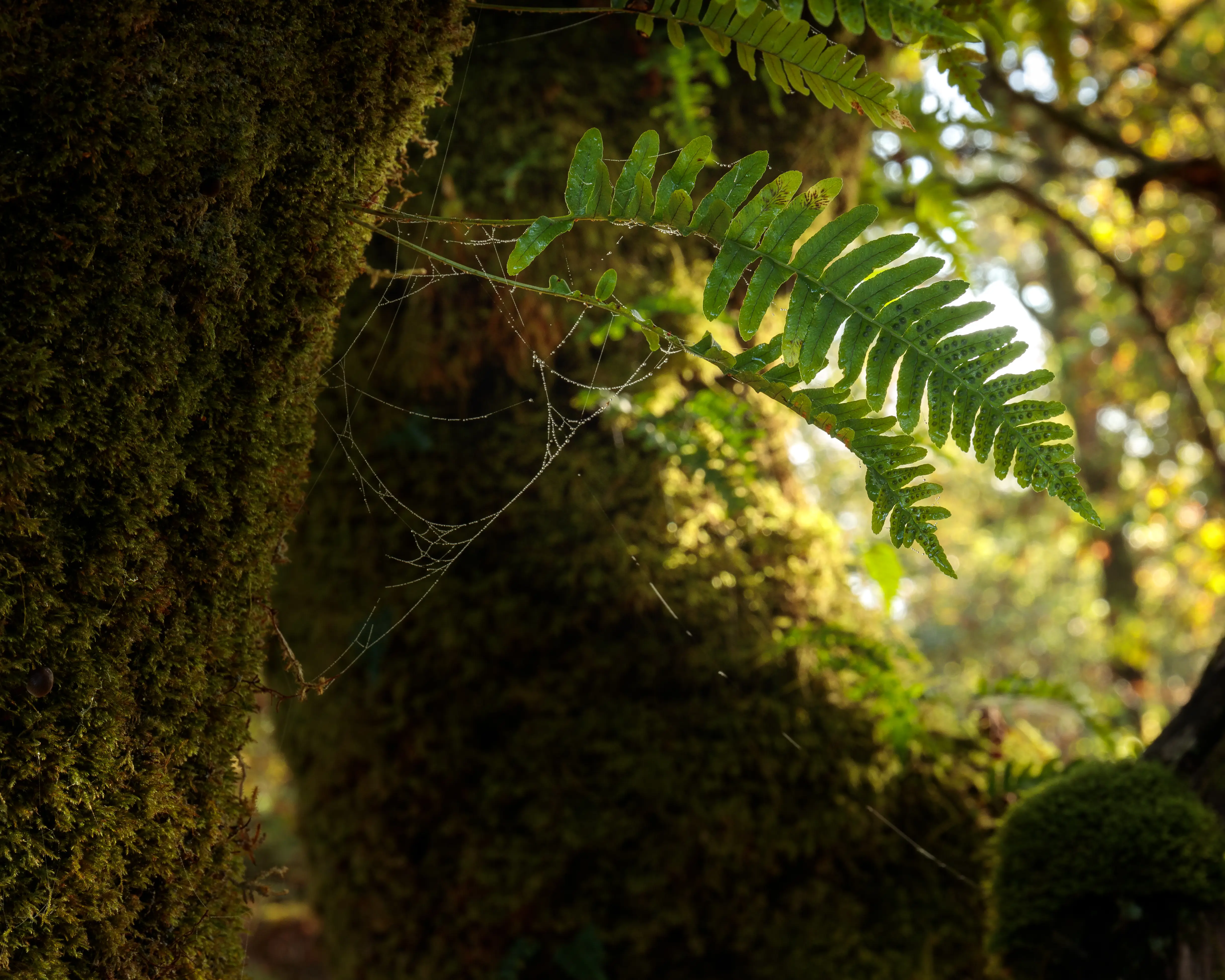 A dark, mossy trunk with a fern growing out from it. 