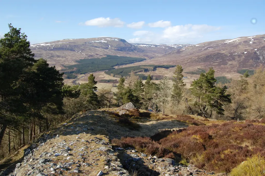 Dun da Lamh Fort in autumn, the fort is covered in grass and there is a pine woodland behind it.