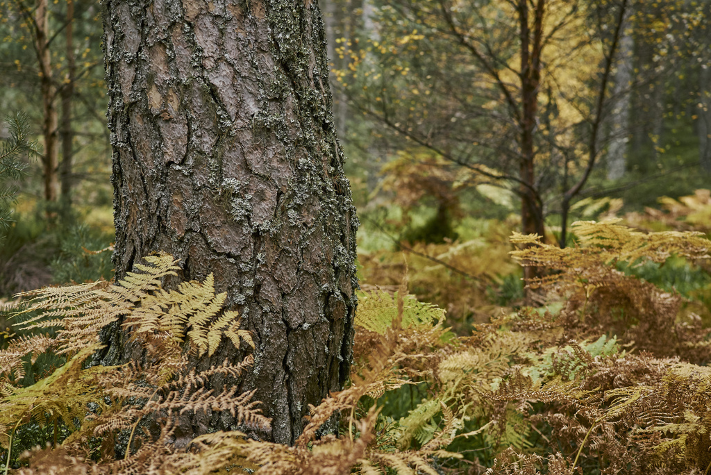 Scot pine tree trunk surrounded by bracken in autumn.
