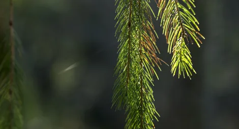 Close up of tree bark