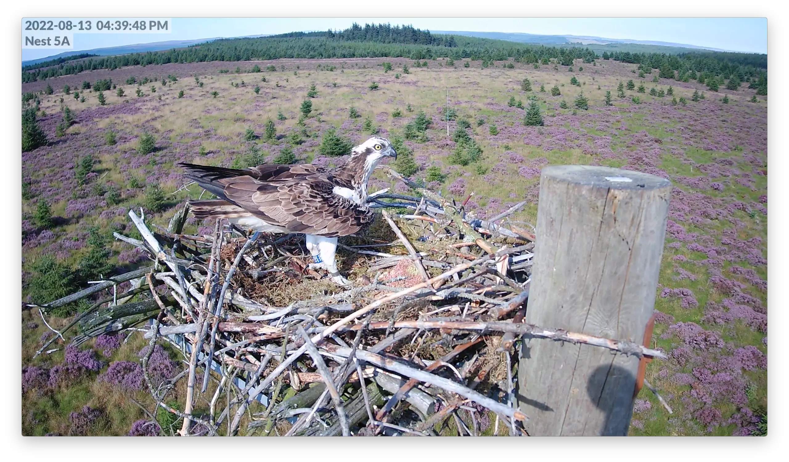 Two ospreys on a nest