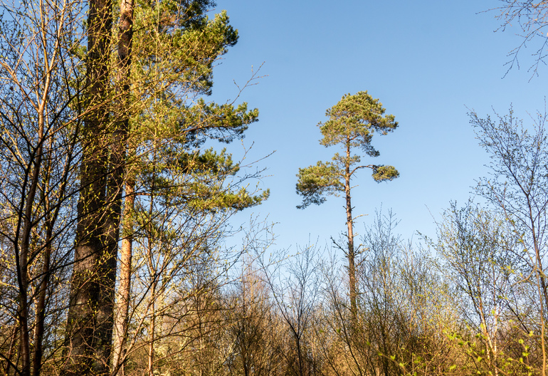 Pine tree canopy 