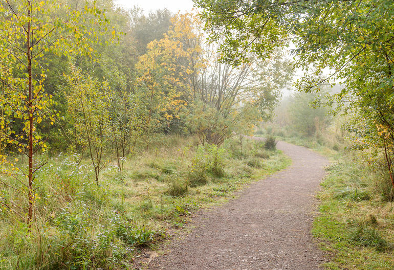 Path through young woodland.