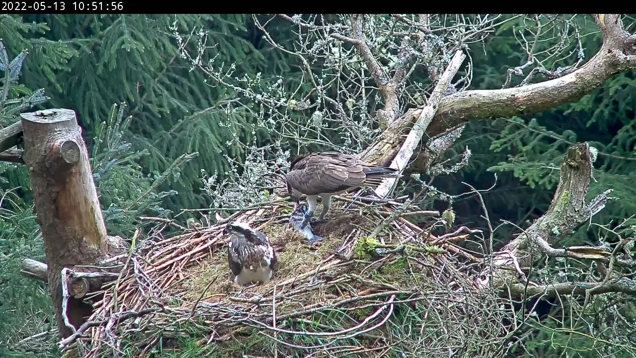 Osprey tearing at large grayling fish