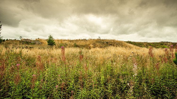 A meadow with wildflowers