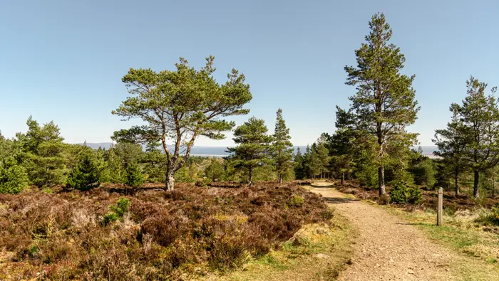 Path through heather and forest.