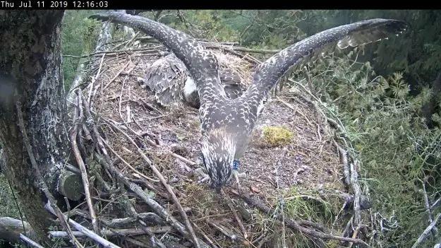 Osprey flapping its wings