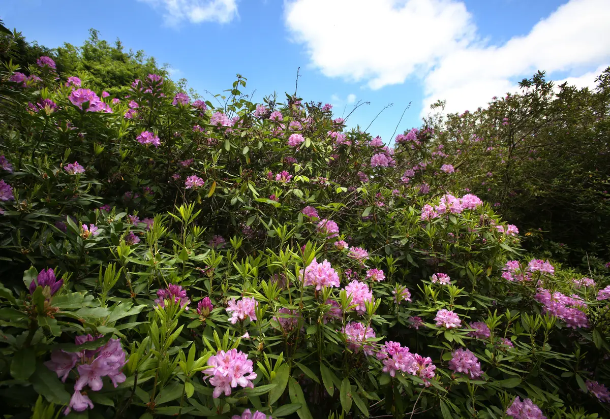 Rhododendron bush