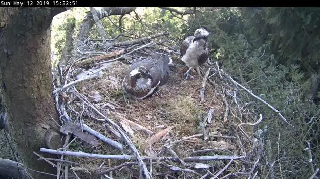 Two ospreys in a nest