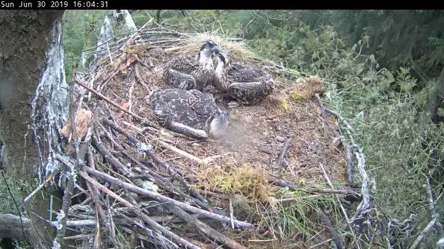 Three ospreys in a nest