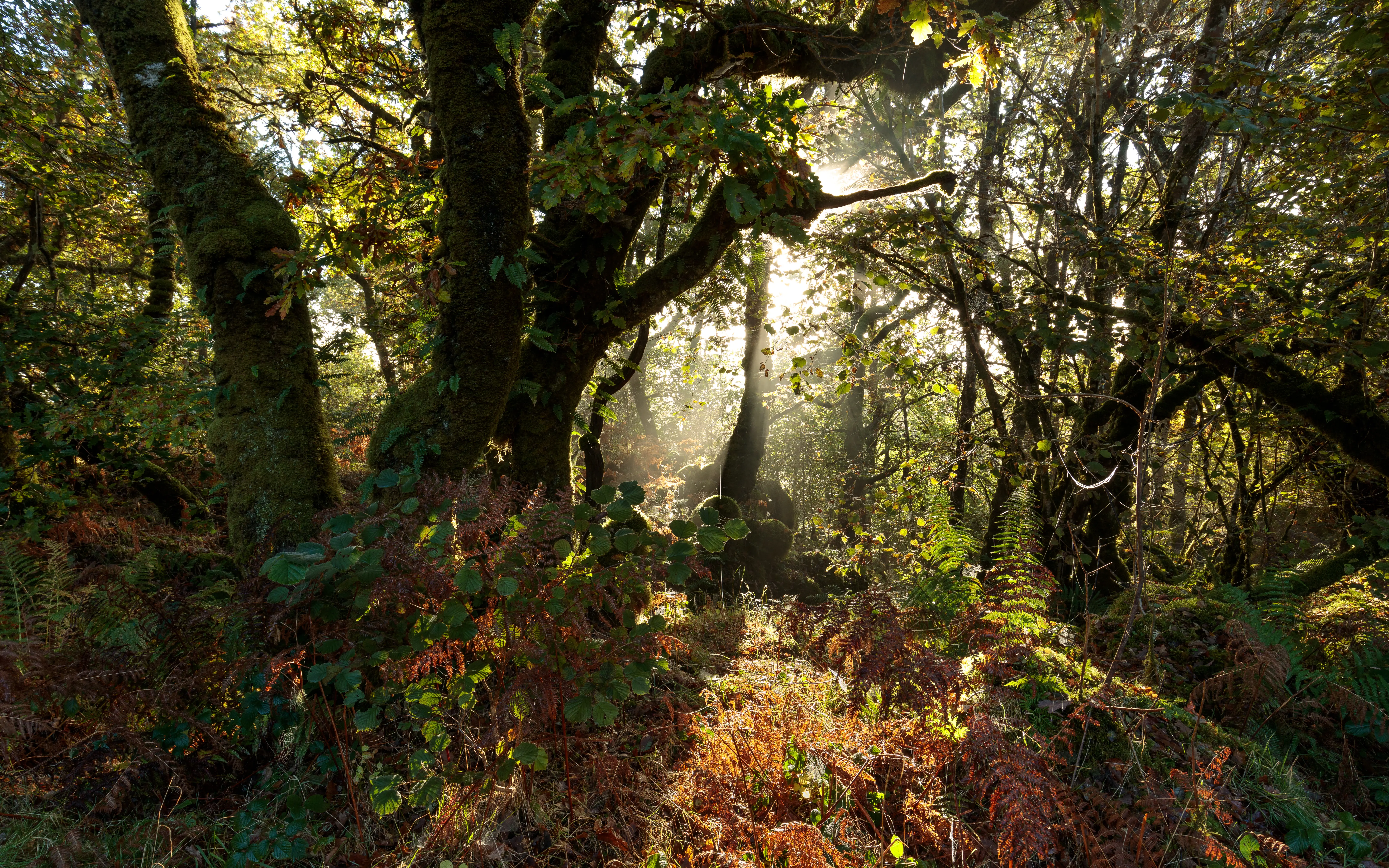 A dense wooded area with lots of trees and fragmented light breaking through the canopy. 