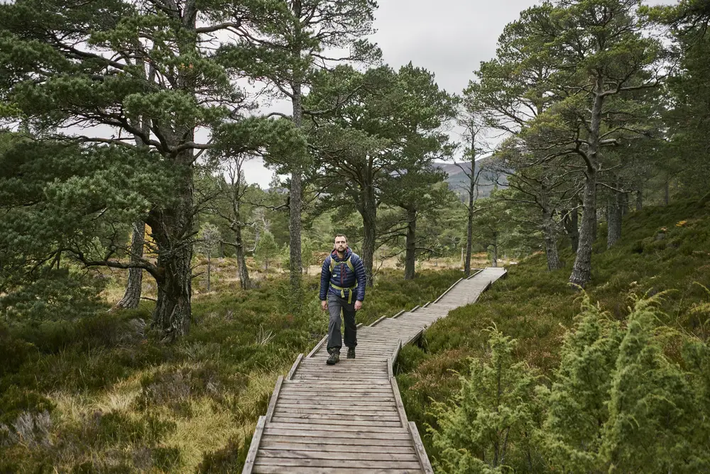 a man walking on a boardwalk in a pine forest in winter