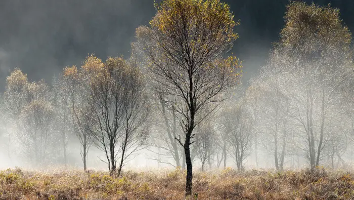 Birch trees at Ariundle