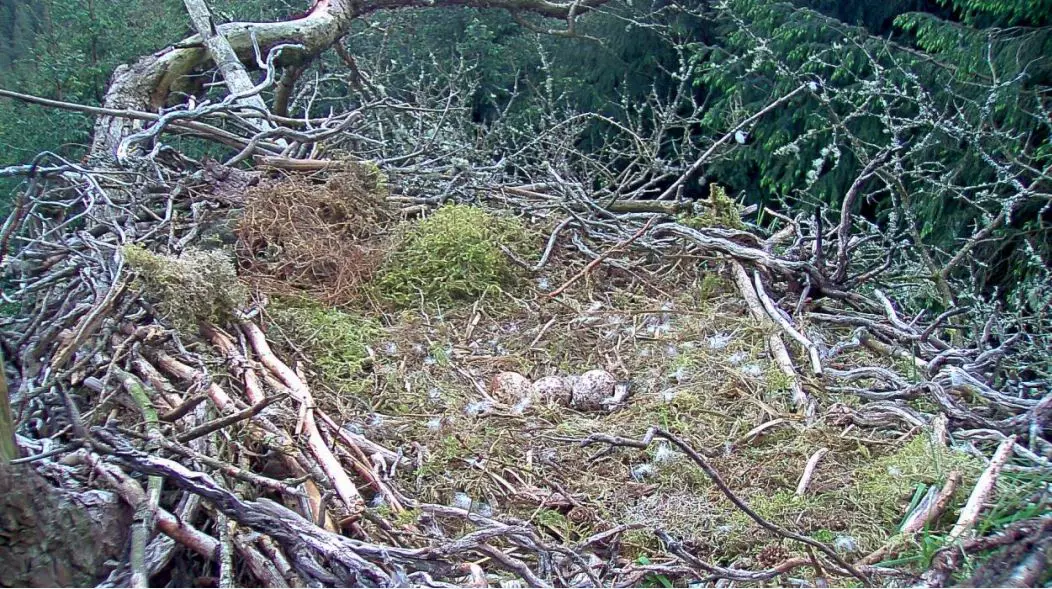 Eggs in a nest