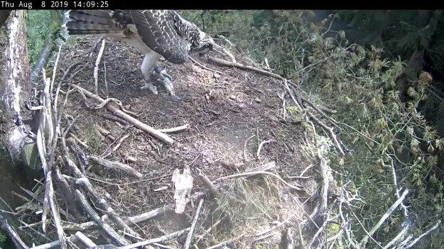 An osprey with a fish