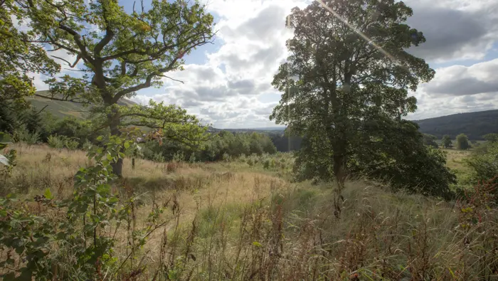 A grassy woodland with rolling hills