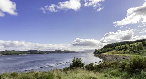 Drooping conifer branch