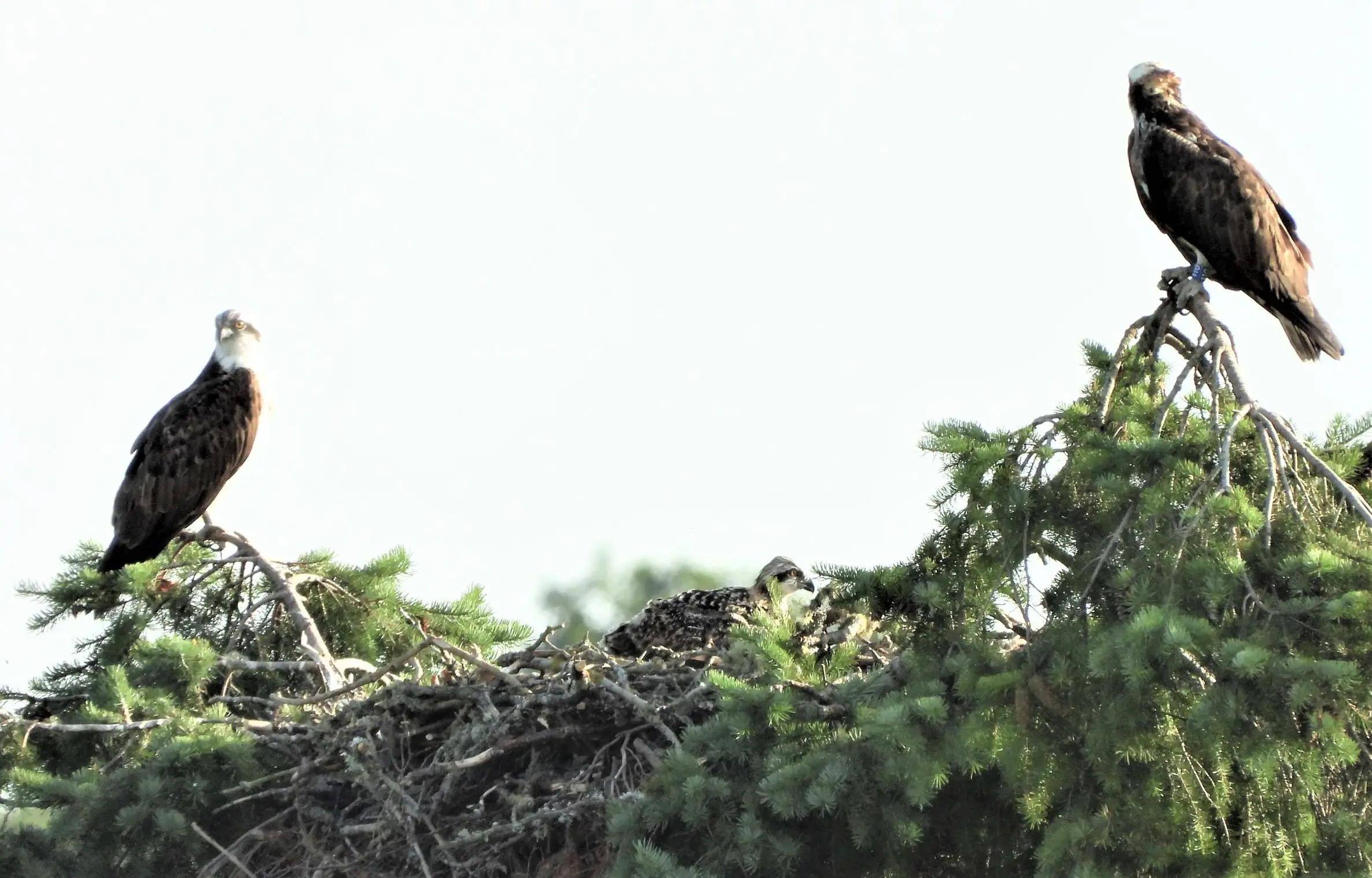 Two ospreys perched in a nest