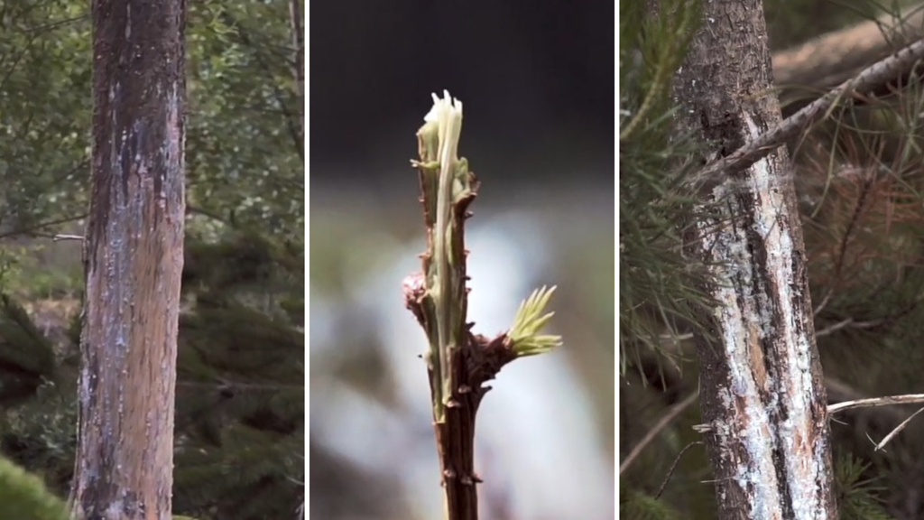 Three images of trees that have been eaten by deer.