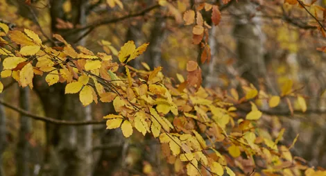 Close up of tree bark