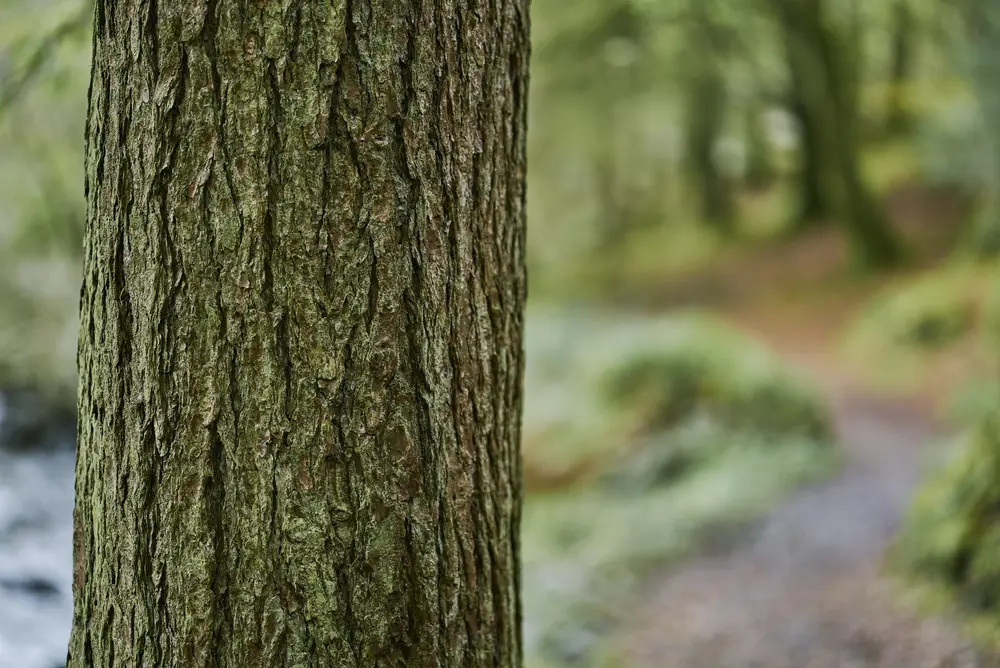 Image of trunk of conifer tree