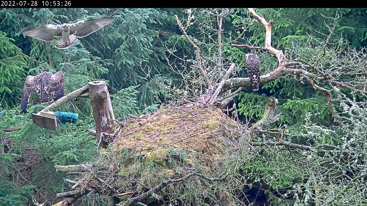 Ospreys in a nest