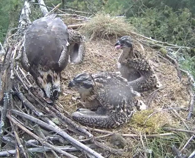 Three ospreys in a nest