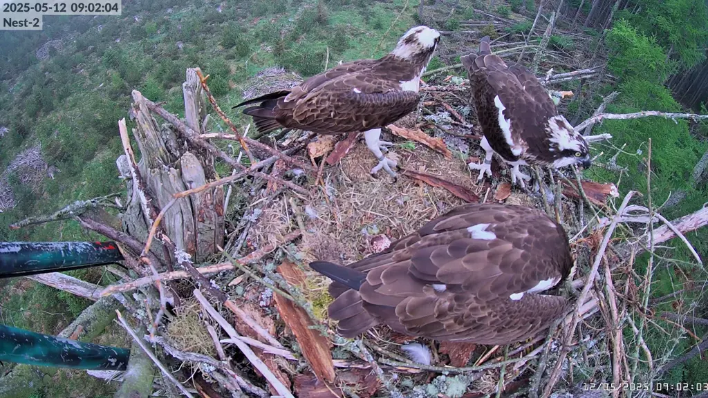 Three osprey in a nest.