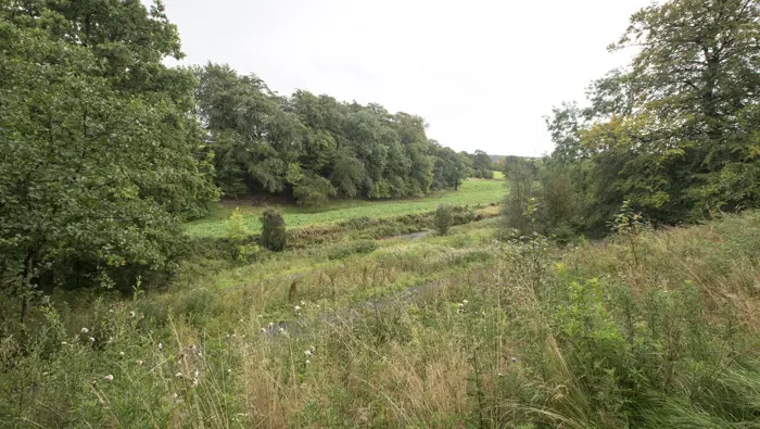  A view over wild plants and woodland path towards green fields and broadleaf woodland, at Wester Moffat