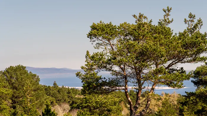 Scots pine in the foreground with expansive views in the background.