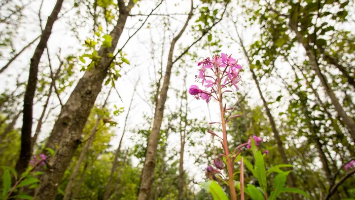 Looking up at pink flowers and tree canopies.