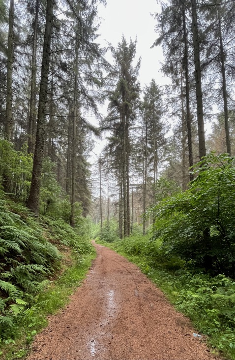 A path though a pine forest with green understory