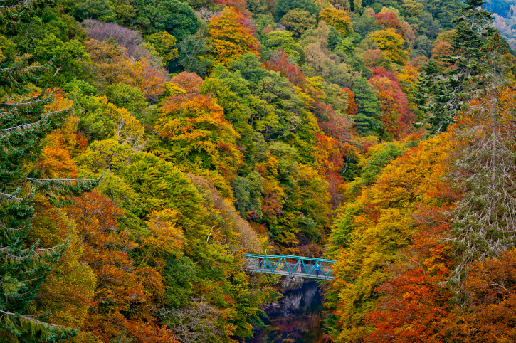 Autumn leaves in Perthshire forest