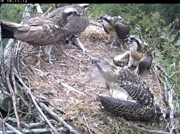 Ospreys standing around a fish